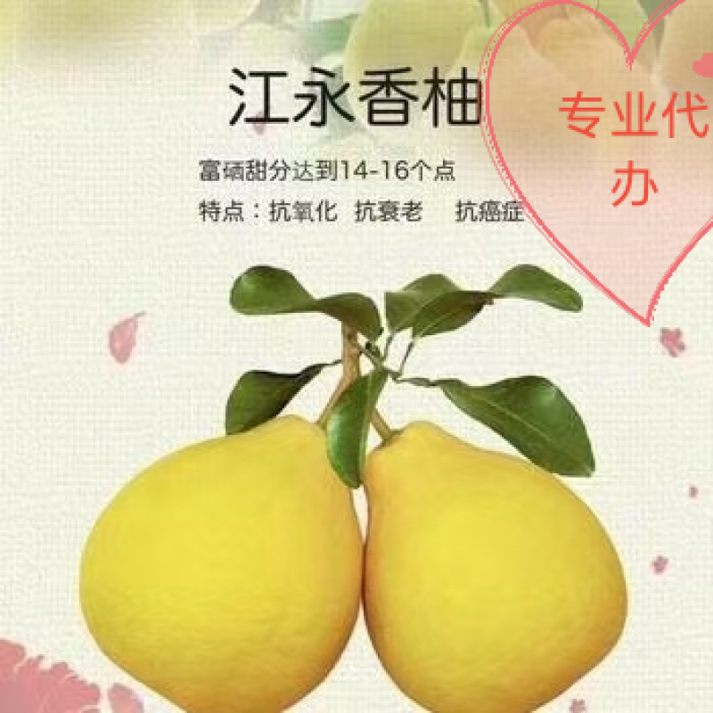 江永张氏沙田柚脆糯甜多汁纯甜无杂味可视频看货
