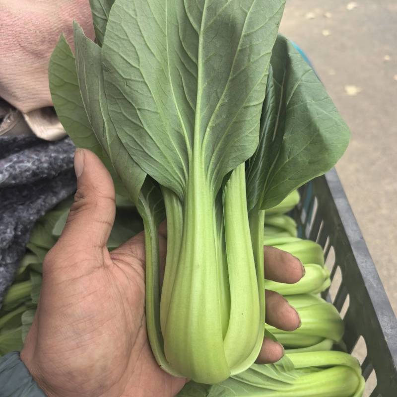 山东菏泽曹县精品上海青/产地直发/量大价优/欢迎咨询