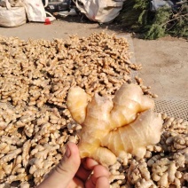 云南文山小黄姜云南生姜风干姜窖姜水洗姜大量供应