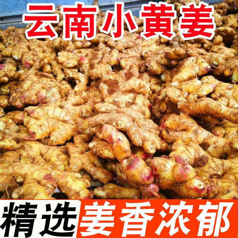 云南文山小黄姜云南生姜风干姜窖姜水洗姜大量供应