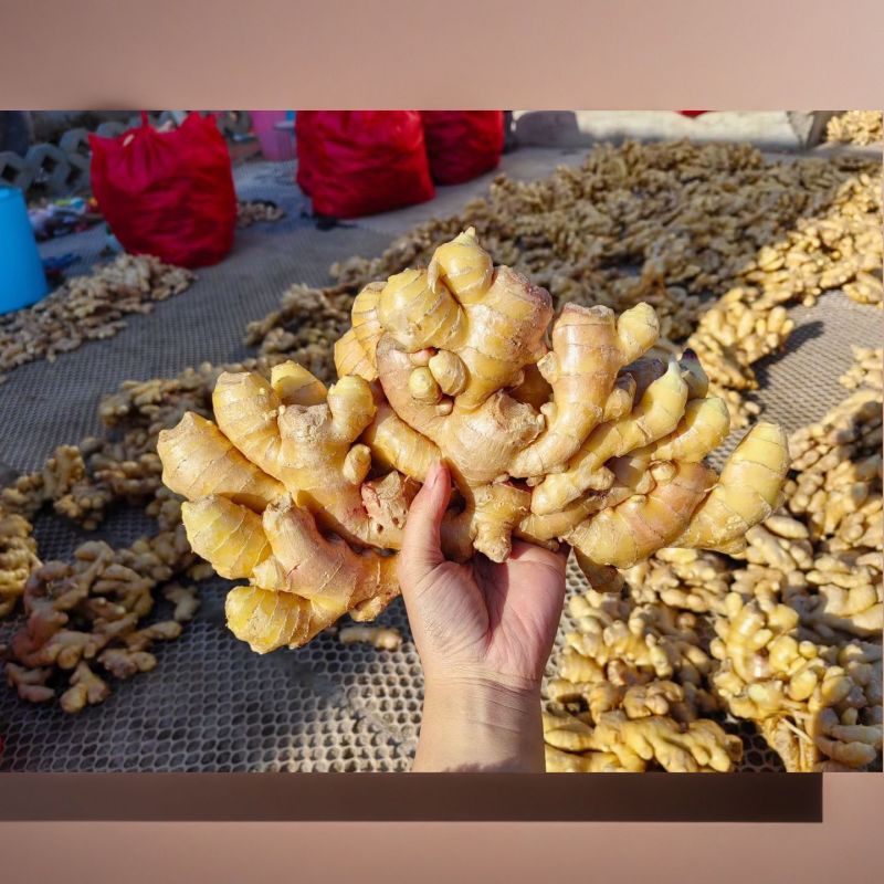 云南文山小黄姜云南生姜风干姜窖姜水洗姜大量供应