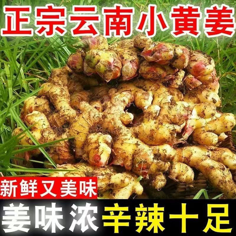 云南文山小黄姜云南生姜风干姜窖姜水洗姜大量供应