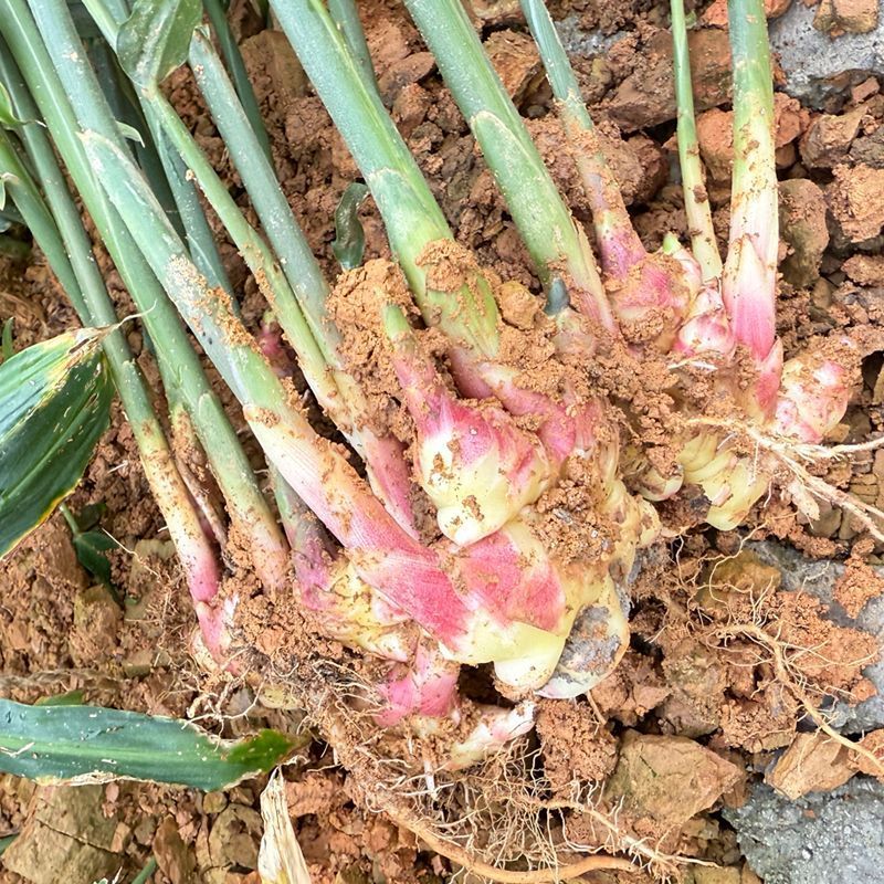正宗贵州小黄姜二黄姜月子姜生姜全国发货坏果包赔