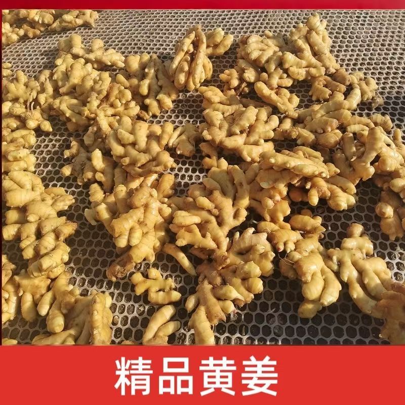 正宗贵州小黄姜二黄姜月子姜生姜全国发货坏果包赔