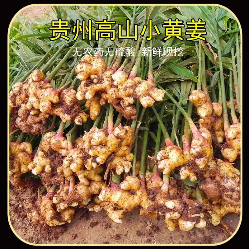 正宗贵州小黄姜二黄姜月子姜生姜全国发货坏果包赔