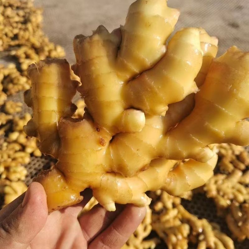 德州大黄姜烘干姜小黄姜大量供应代发代存全国发货