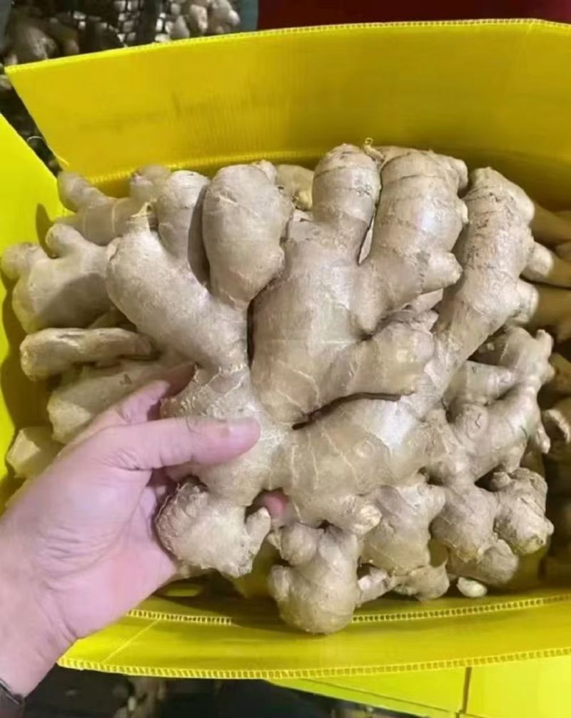 德州大黄姜烘干姜小黄姜大量供应代发代存全国发货