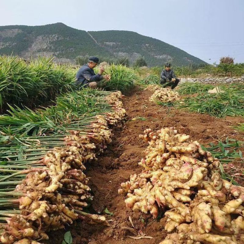 安丘红芽姜山东生姜大黄姜小黄姜代发代存全国配送