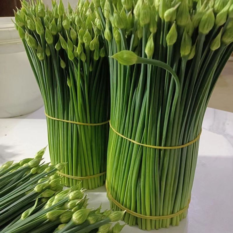 广西头茬鲜嫩韭菜苔痕