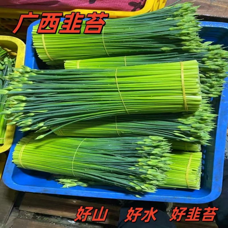 广西头茬鲜嫩韭菜苔痕
