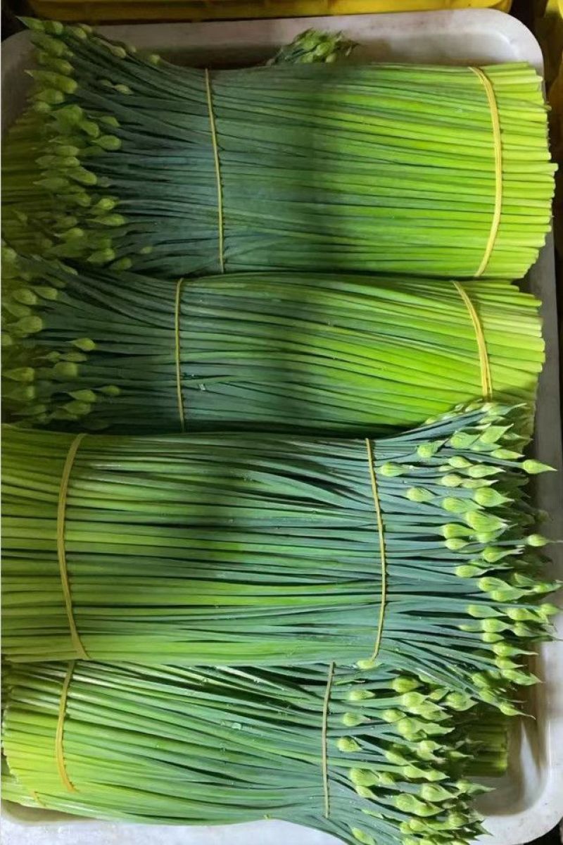 广西头茬鲜嫩韭菜苔痕