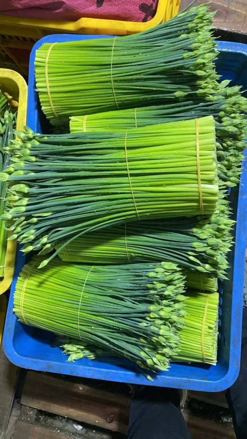 广西头茬鲜嫩韭菜苔痕