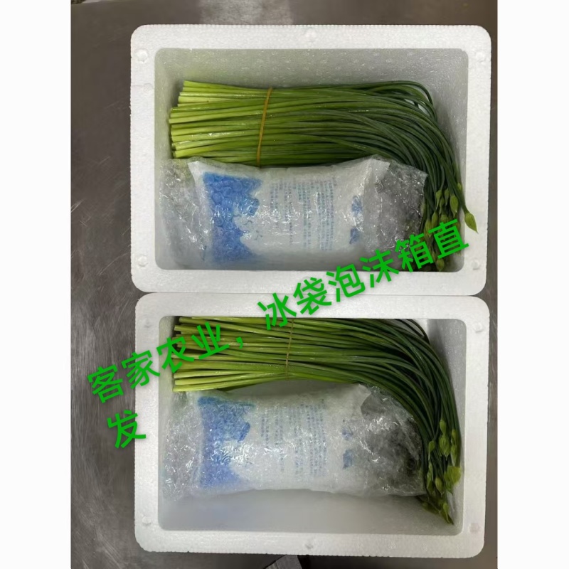 广西头茬鲜嫩韭菜苔痕