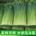 广西头茬鲜嫩韭菜苔痕