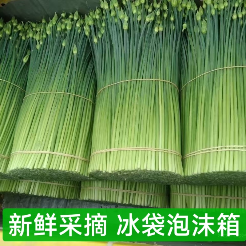 广西头茬鲜嫩韭菜苔痕