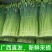 广西头茬鲜嫩韭菜苔痕