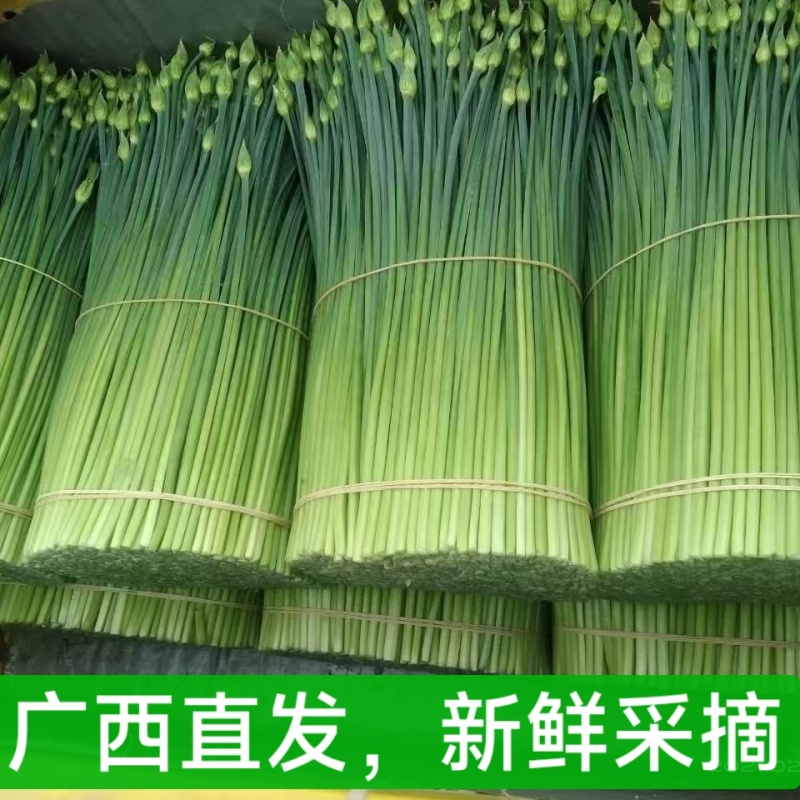 广西头茬鲜嫩韭菜苔痕
