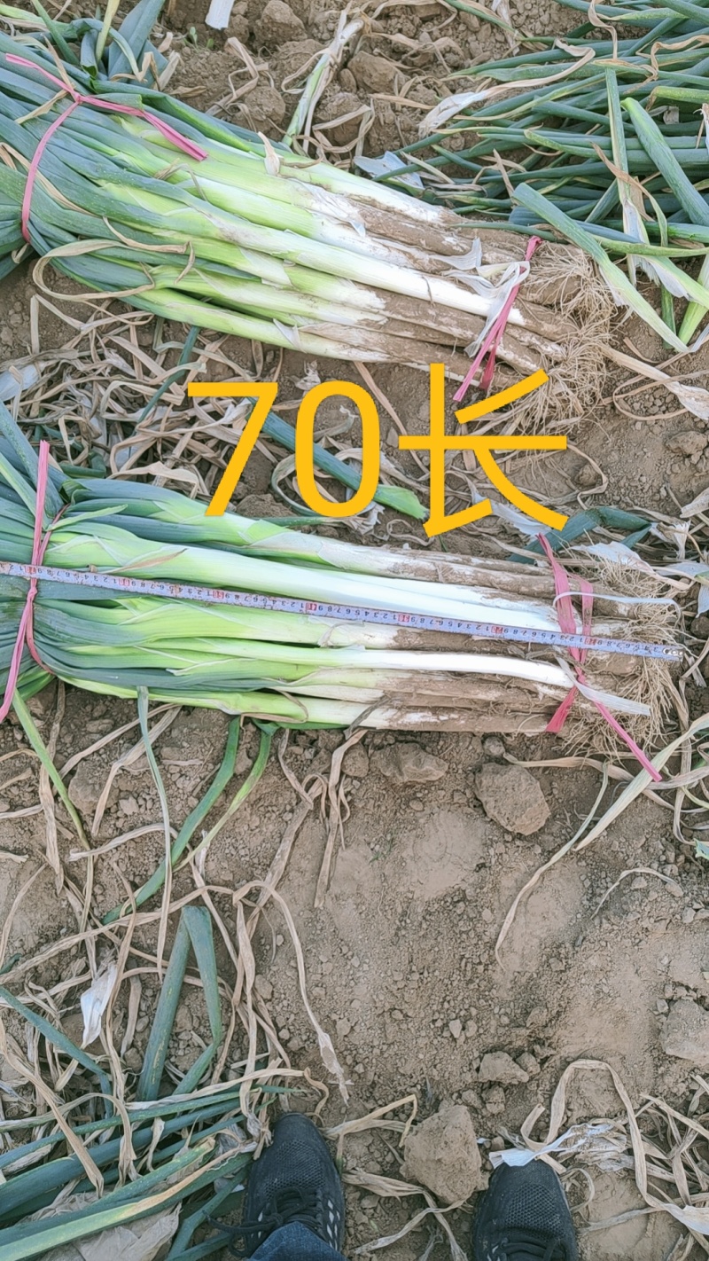 长白大葱产地直供全国杆子硬实并有专业团队为你服务！
