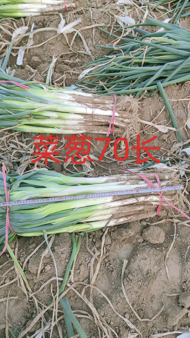 长白大葱产地直供全国杆子硬实并有专业团队为你服务！