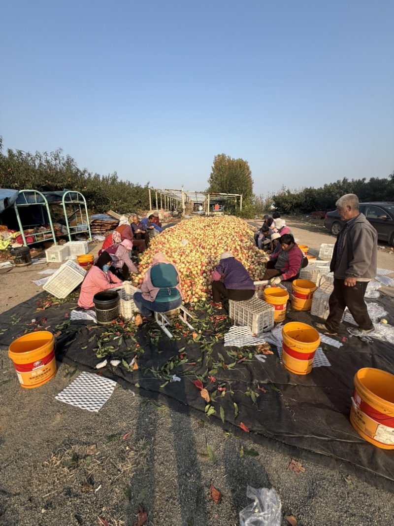 金秋红蜜桃子海阳市新泉批发市场赶集摆摊团购超市早市