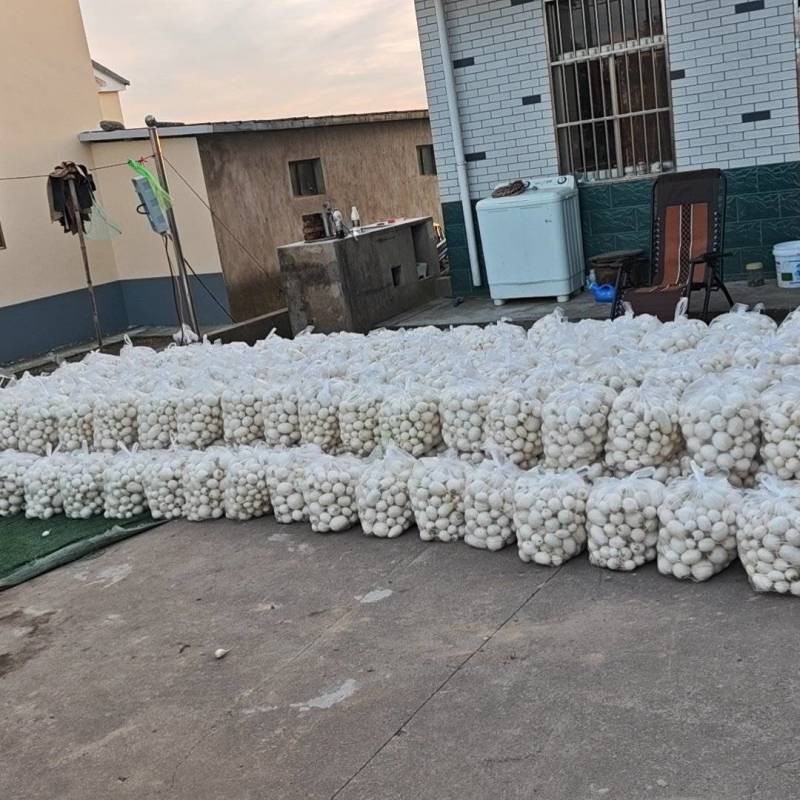 白粒子萝卜，大量上市中