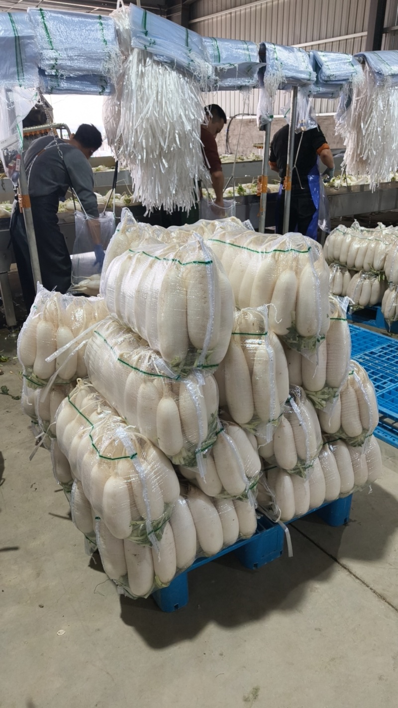 供应湖北黄冈白萝卜