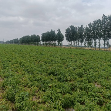 山东安丘荷兰十五806土豆计划开库2025新土豆