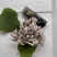 现采现摘现发龙爪菌珊瑚菌扫把菌