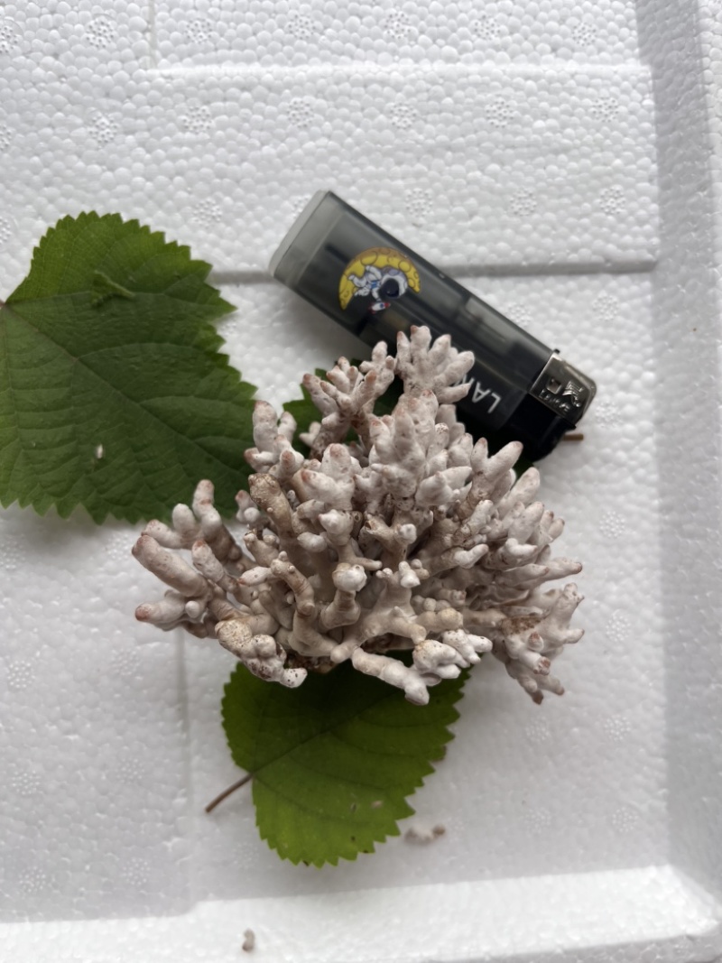 现采现摘现发龙爪菌珊瑚菌扫把菌