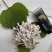 现采现摘现发龙爪菌珊瑚菌扫把菌