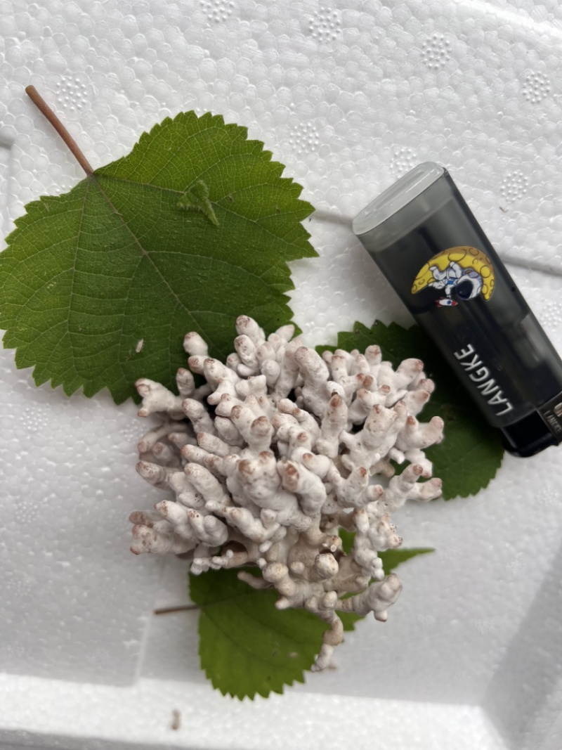 现采现摘现发龙爪菌珊瑚菌扫把菌