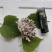 现采现摘现发龙爪菌珊瑚菌扫把菌