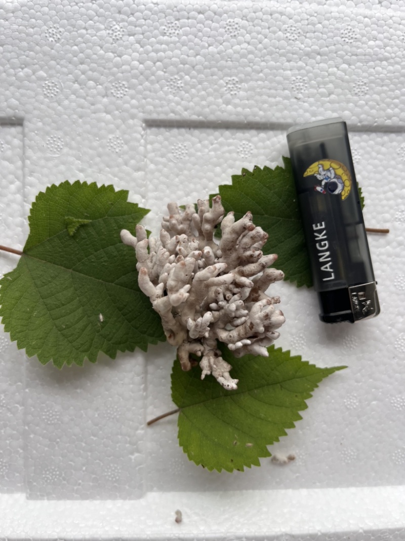 现采现摘现发龙爪菌珊瑚菌扫把菌