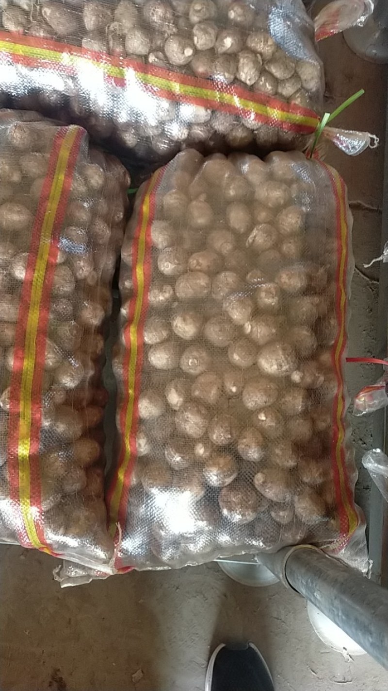 芋头*8520*豆包*产地大量供应*对接市场电商加工厂