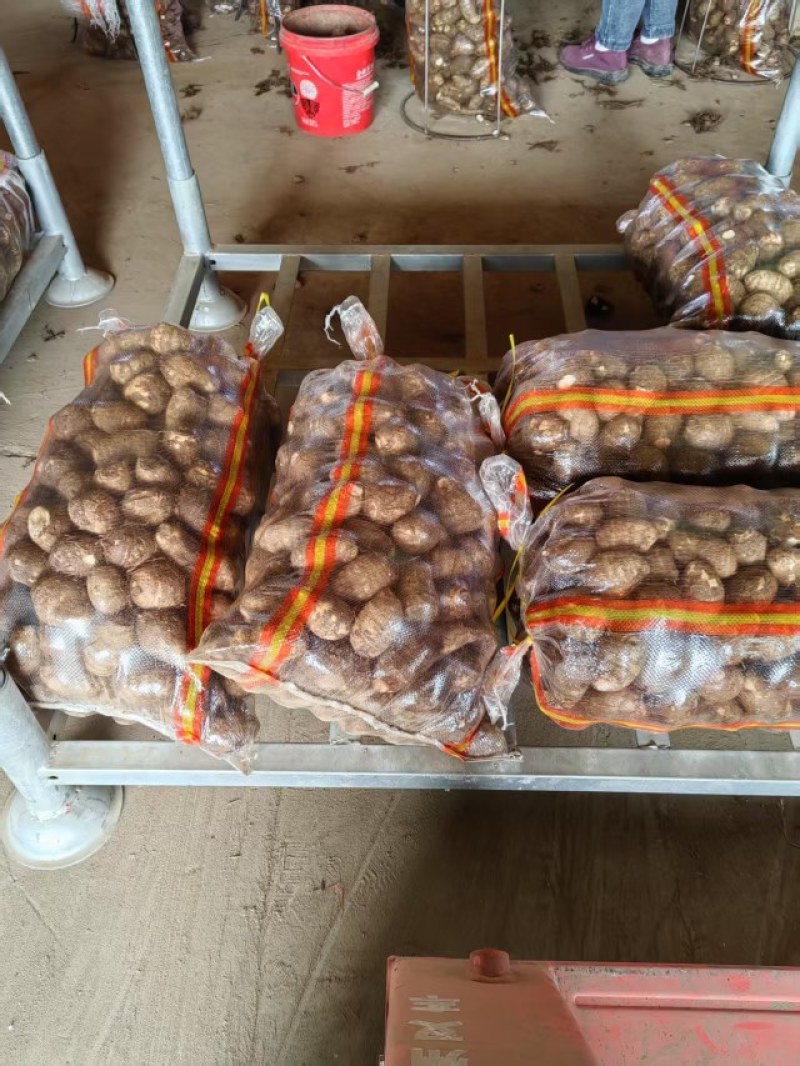 芋头*8520*豆包*产地大量供应*对接市场电商加工厂