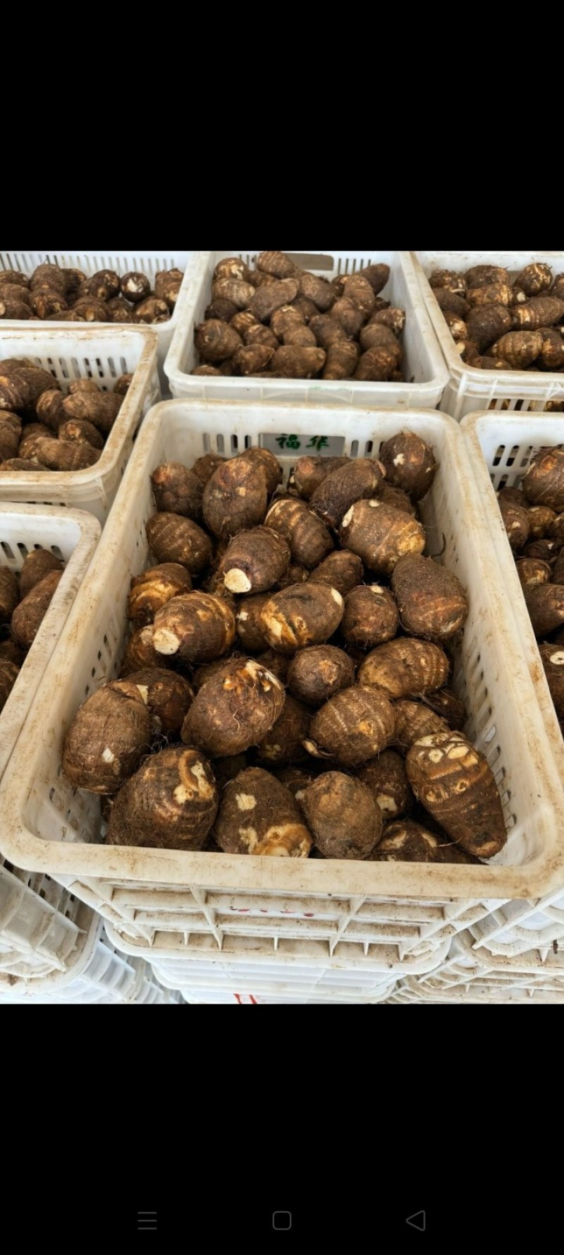 芋头*8520*豆包*产地大量供应*对接市场电商加工厂