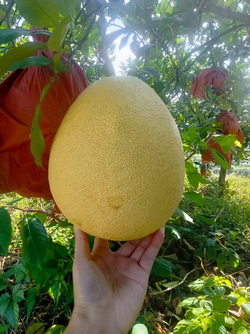 马家柚