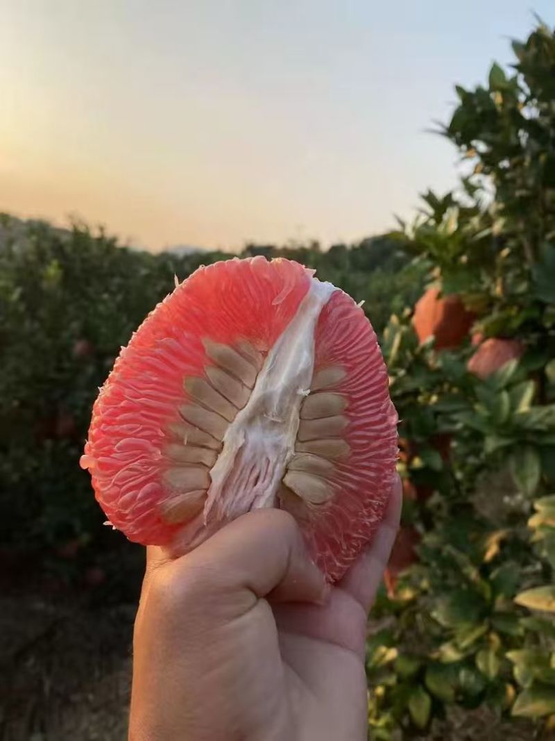马家柚