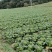 威宁高山农家大白菜