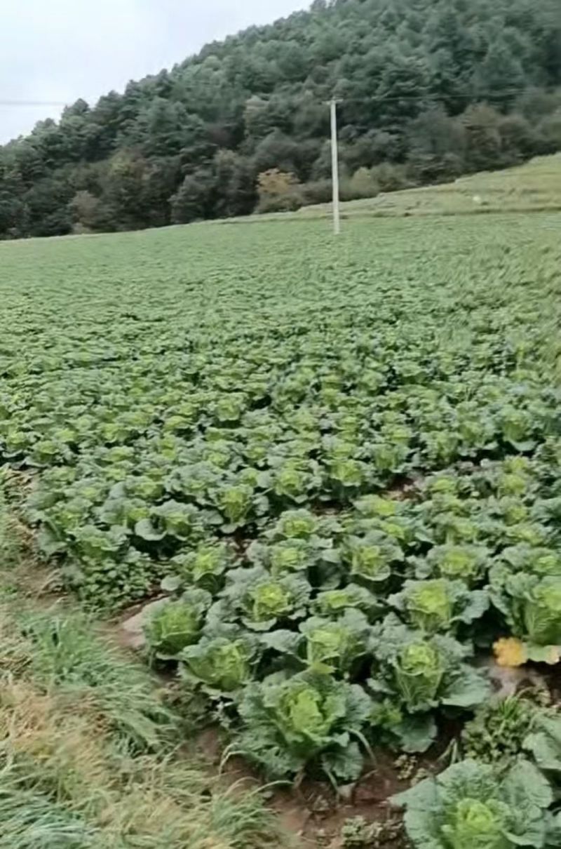 威宁高山农家大白菜