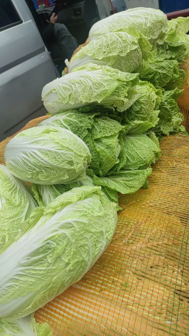 威宁高山农家大白菜
