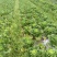 威宁高山农家大白菜