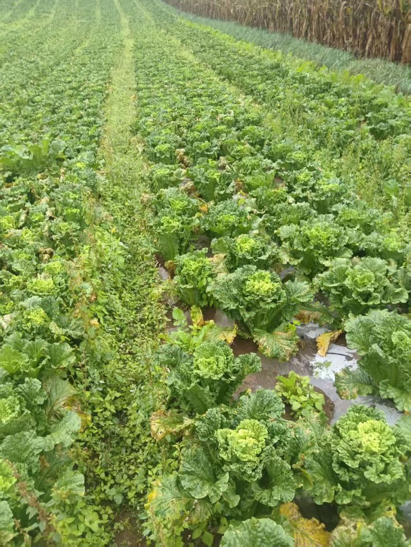 威宁高山农家大白菜