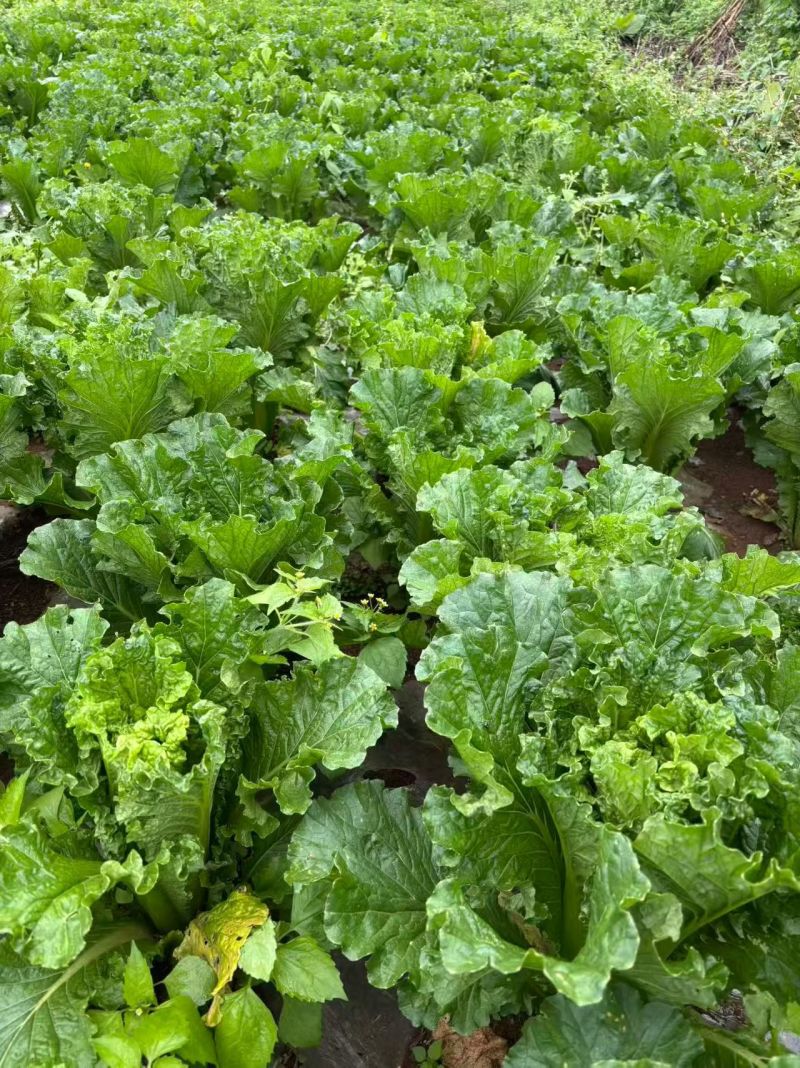 威宁高山农家大白菜