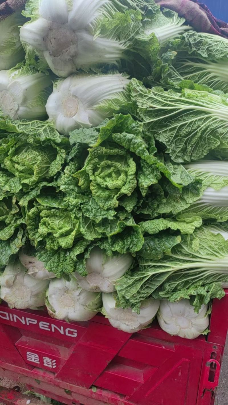 威宁高山农家大白菜
