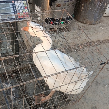 散养大鹅