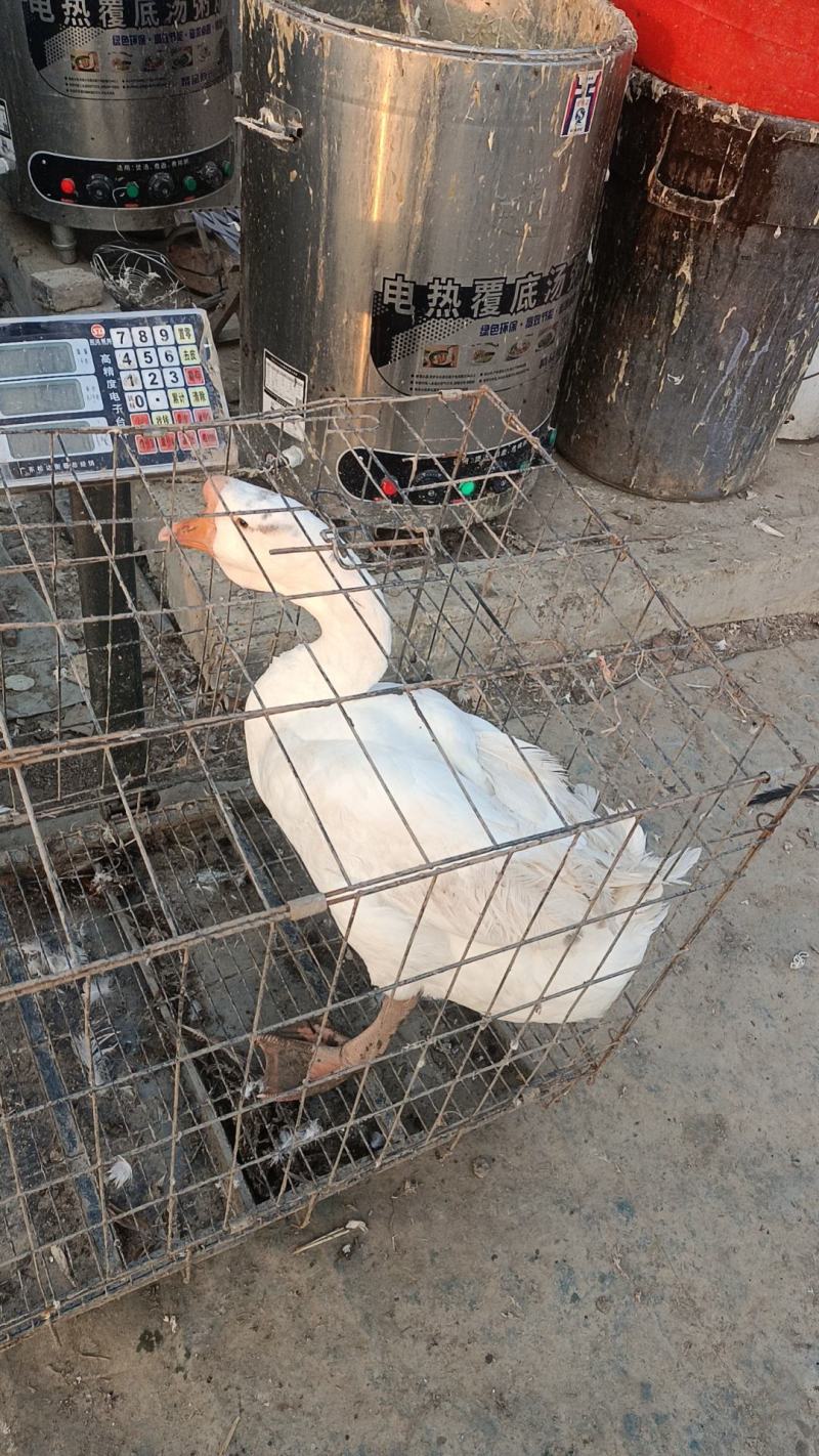散养大鹅