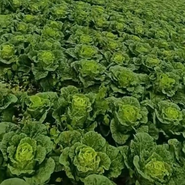 威宁高山农家大白菜