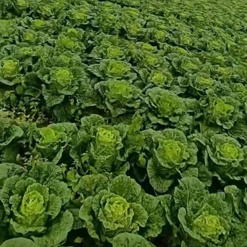 威宁高山农家大白菜