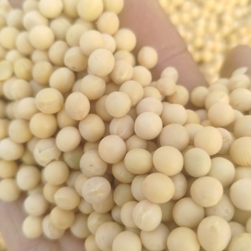 高油豆全豆3